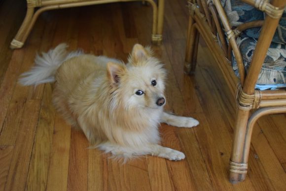 Bamboo Floor - a dog sitting on the floor next to a chair